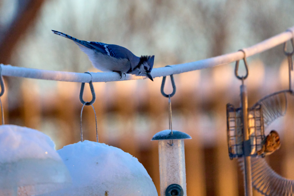 a blue jay crouches on a line containing bird feeders