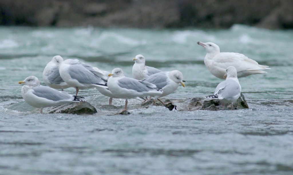 gulls standing in the niagara river