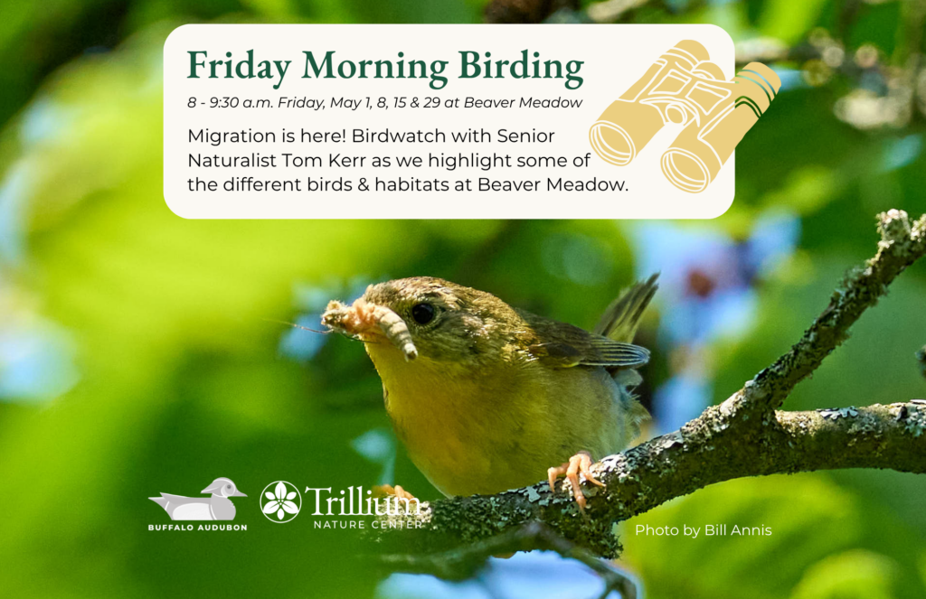 Friday Morning Birding - Beaver Meadow