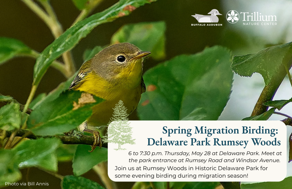 Spring Migration Birding - Delaware Park Rumsey Woods