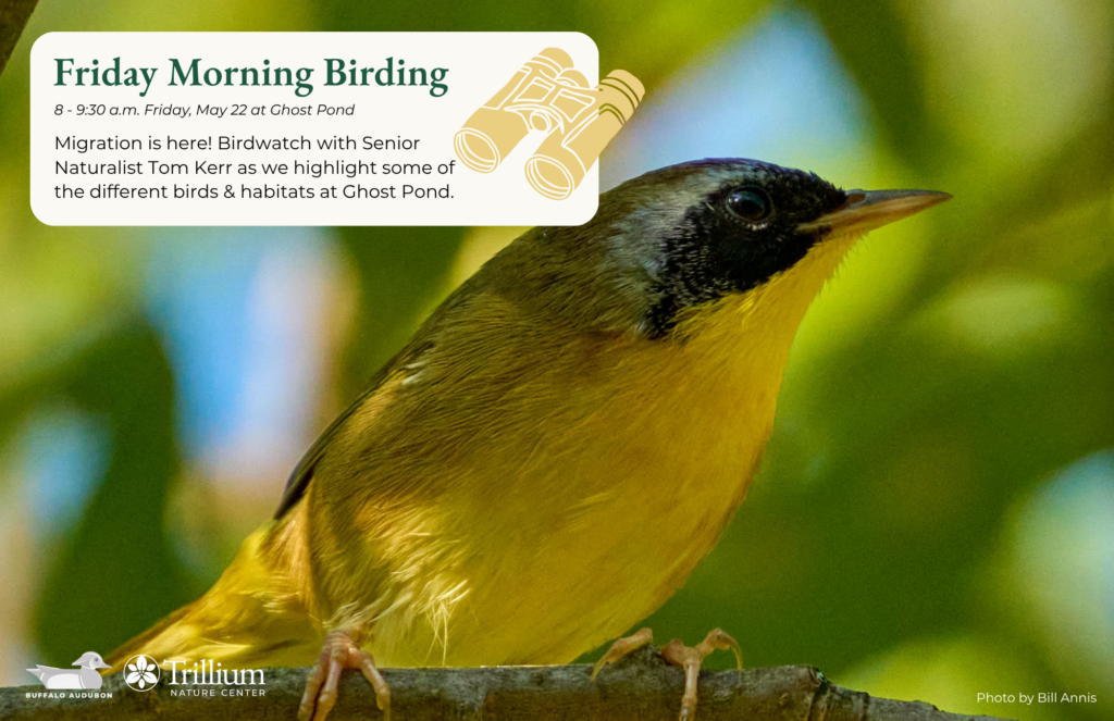 Friday Morning Birding - Ghost Pond