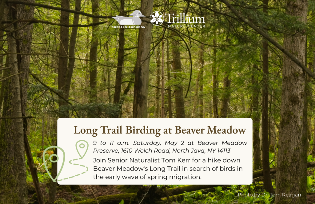 Long Trail Birding at Beaver Meadow