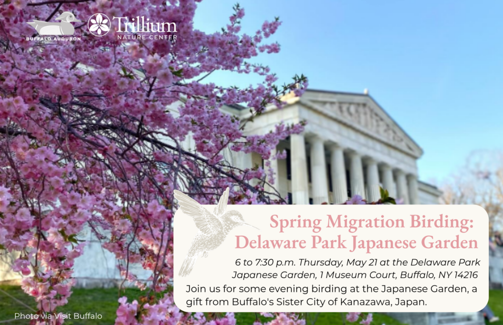 Spring Migration Birding - Delaware Park Japanese Garden