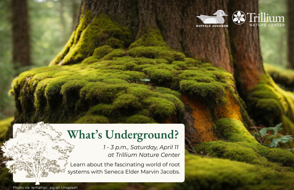 What\'s Underground?