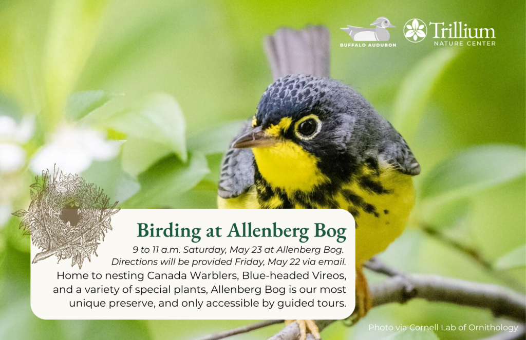 Spring Migration Birding - Allenberg Bog