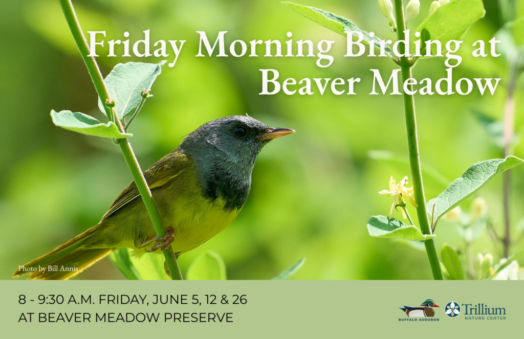 Friday Morning Birding at Beaver Meadow