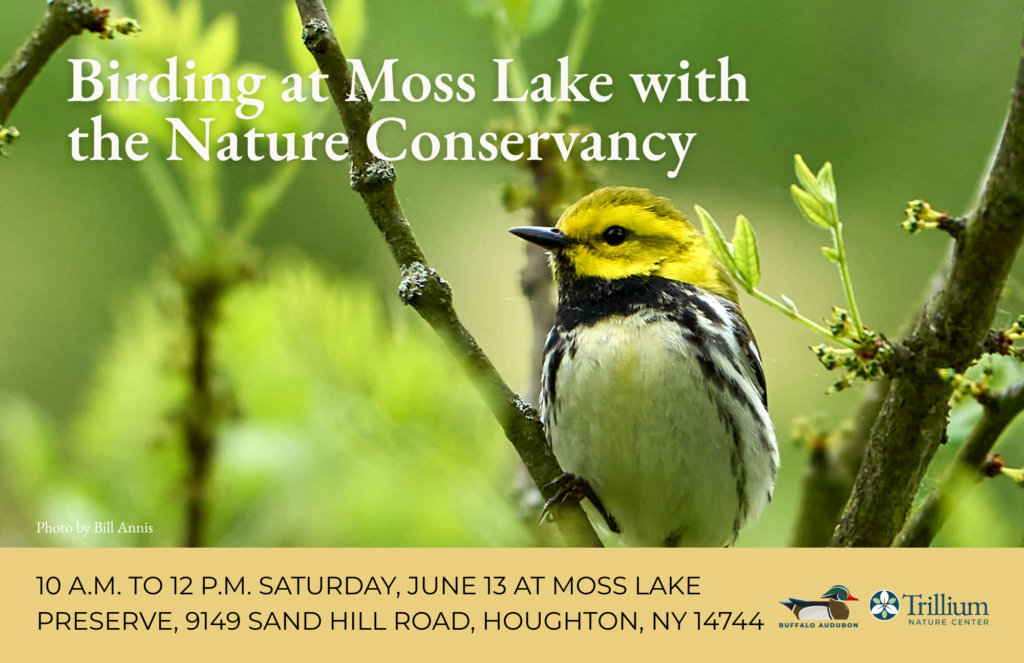 Birding at Moss Lake with the Nature Conservancy