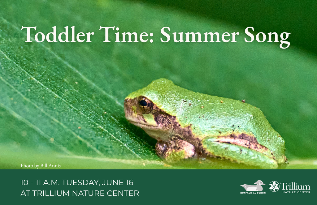 Toddler Time - Summer Song