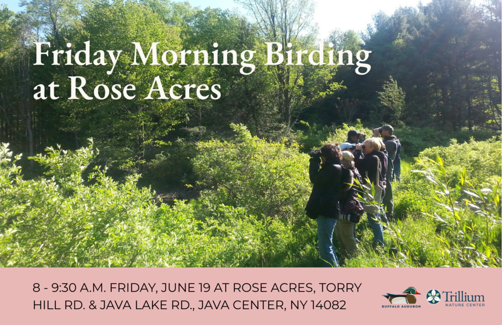 Friday Morning Birding - Rose Acres