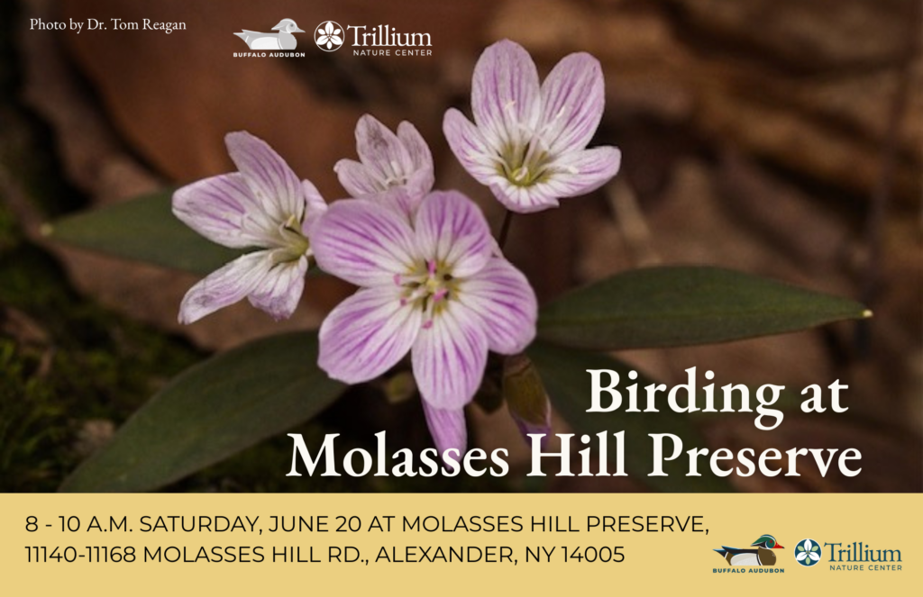 Birding at Molasses Hill Preserve