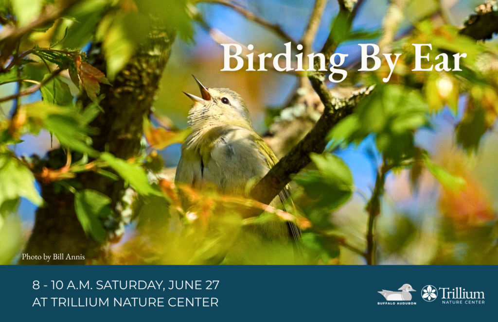 Birding By Ear - Beaver Meadow