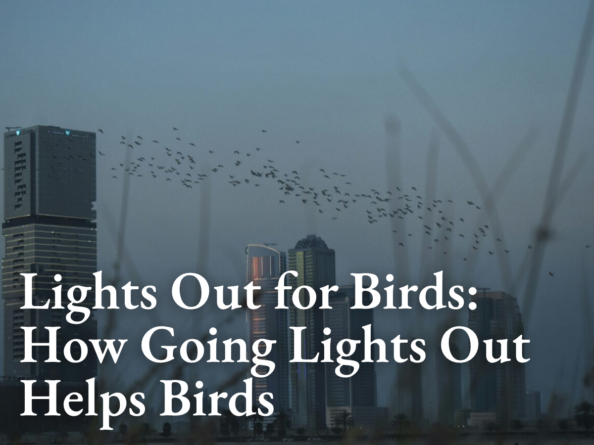 Lights Out for Birds: How Going Lights Out Helps Birds