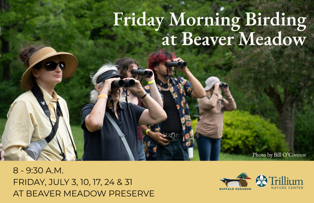 Friday Morning Birding at Beaver Meadow