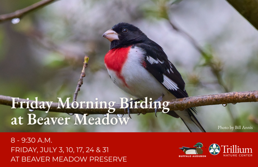 Friday Morning Birding at Beaver Meadow