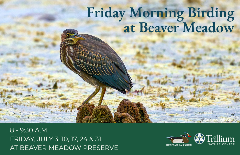 Friday Morning Birding at Beaver Meadow