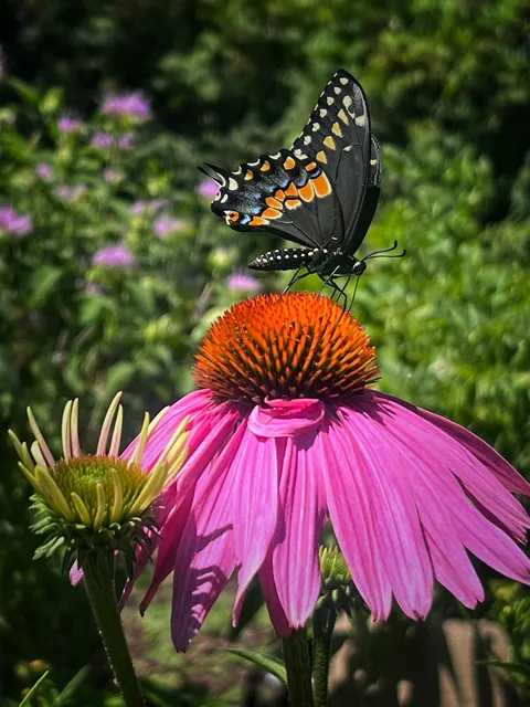 black butterfly on native plant flower
