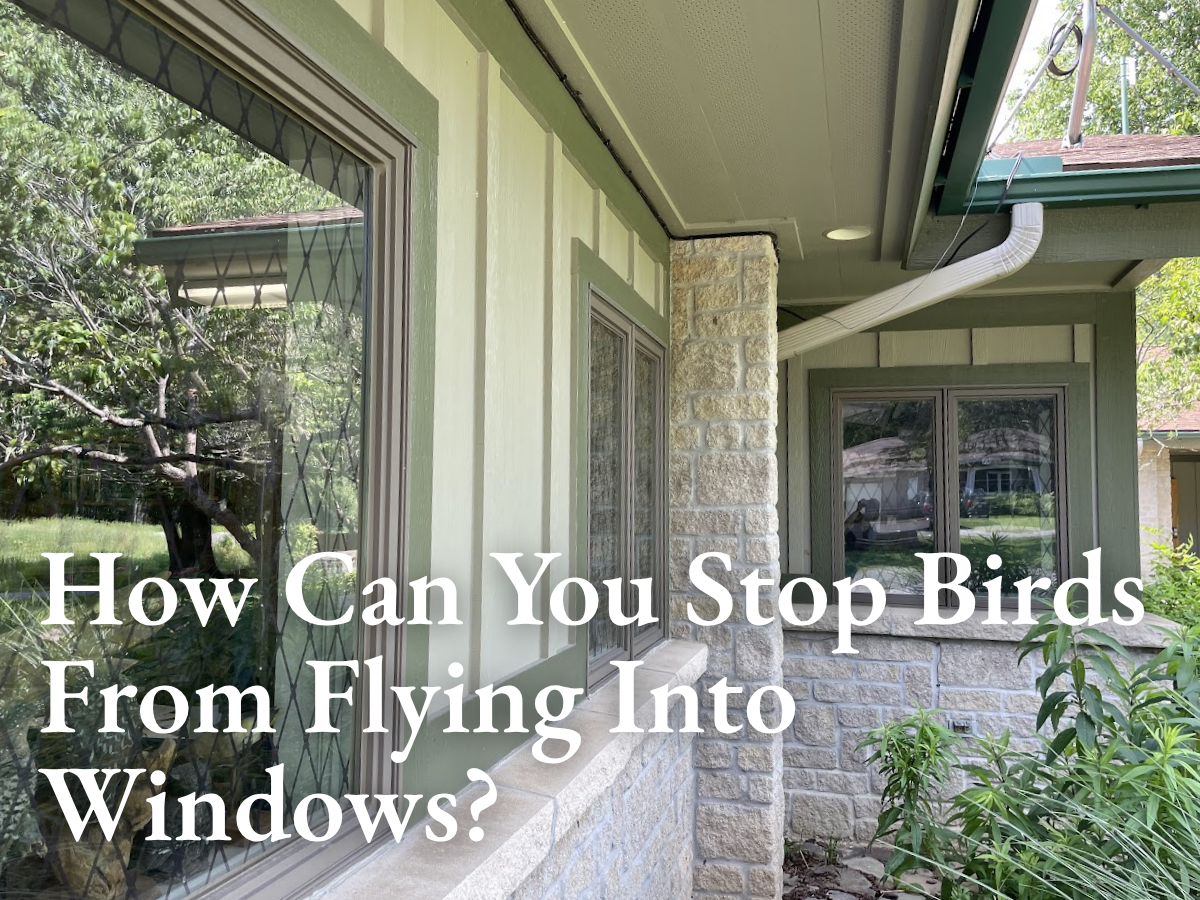 How Can You Stop Birds From Flying Into Windows?