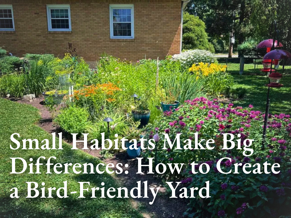 Small Habitats Make Big Differences: How to Create a Bird-Friendly Yard