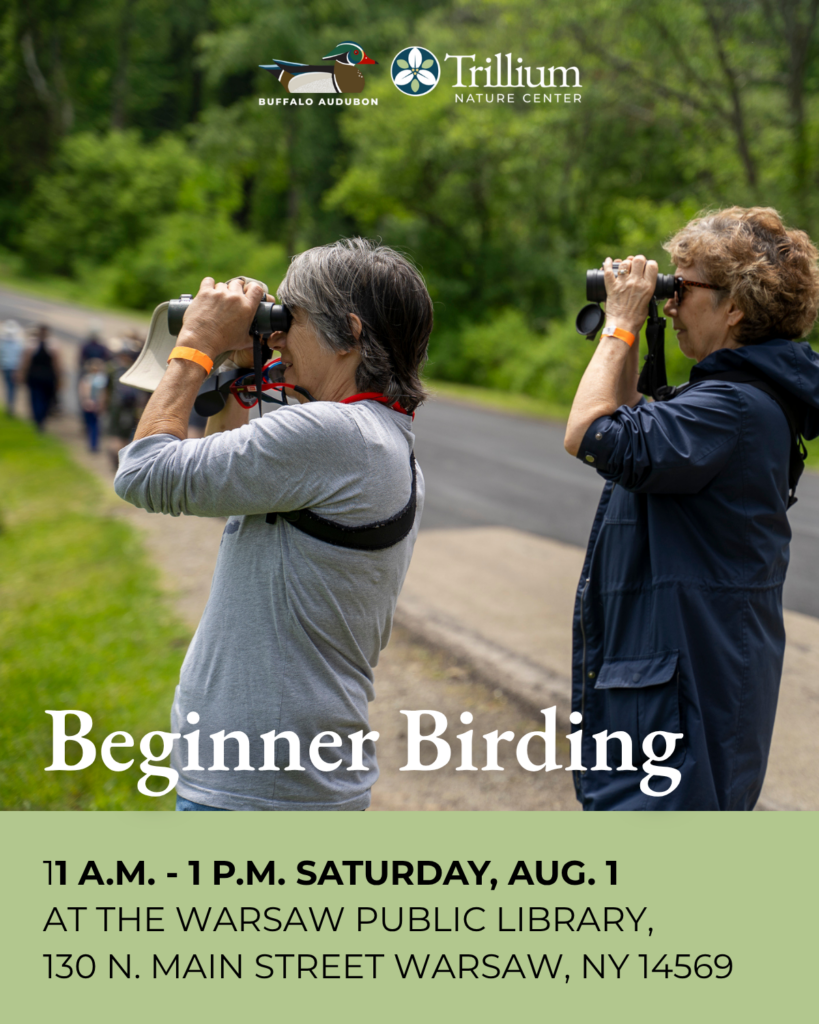 Beginner Birding