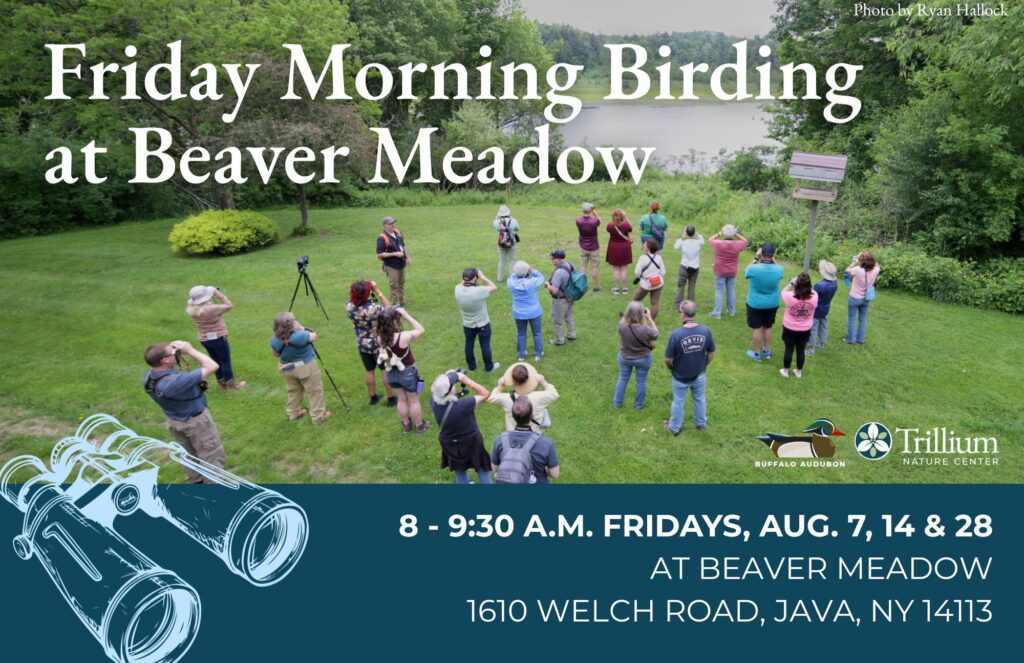 Friday Morning Birding - August 7th, 2026