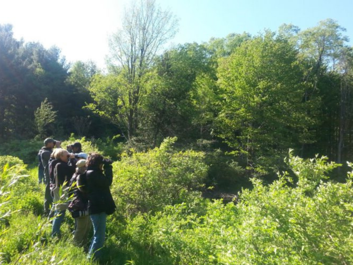 Birding for Beginners: How to Start Bird Watching