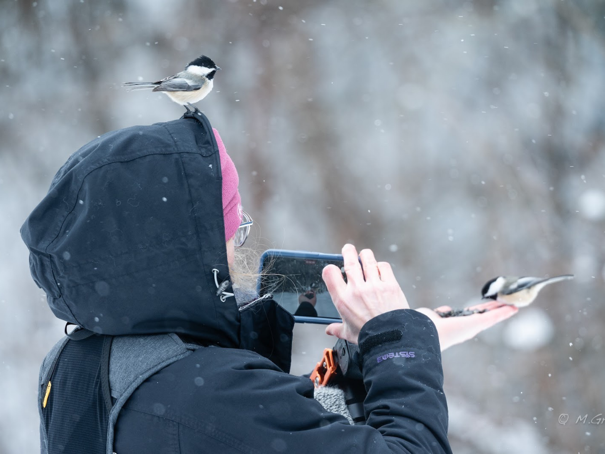 Algonquin 2026: A Recap of Our Sixth Annual Birding Tour