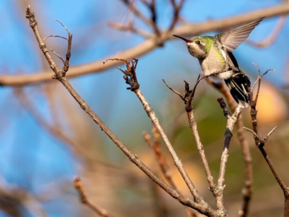 Hummingbirds in WNY: About a Rare Broad-Billed Hummingbird Sighting
