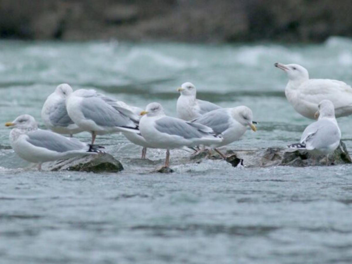 The Niagara River: An Important Area for Migrating Gulls