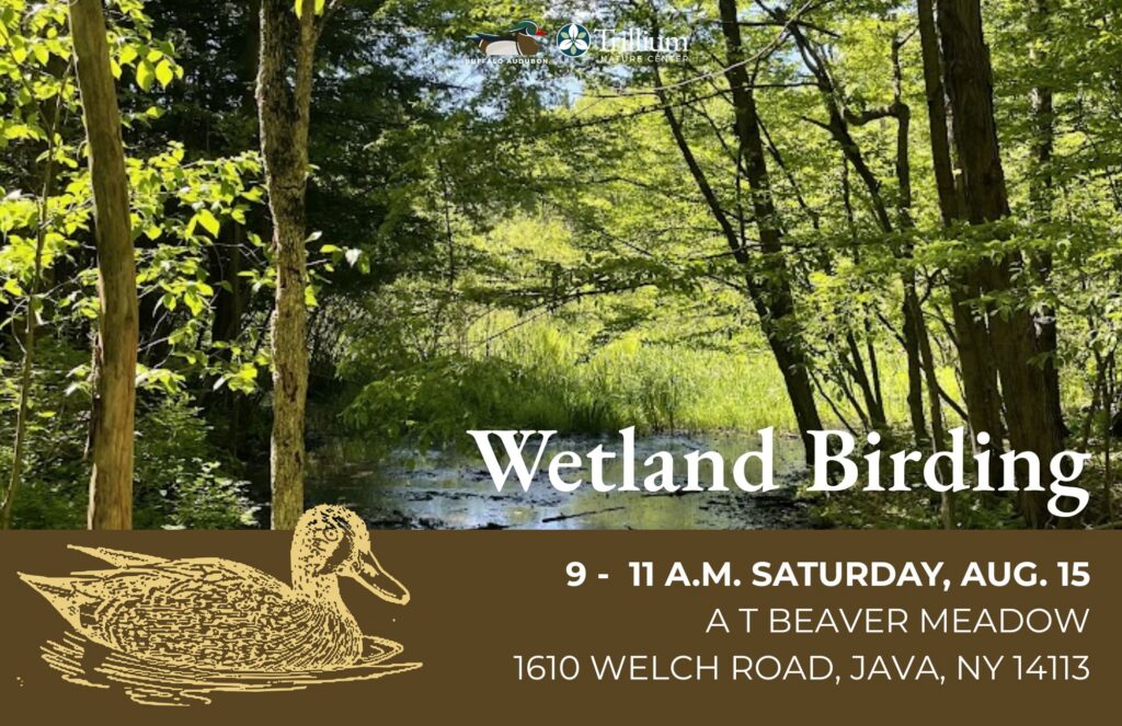 Wetland Birding - Beaver Meadow Nature Preserve