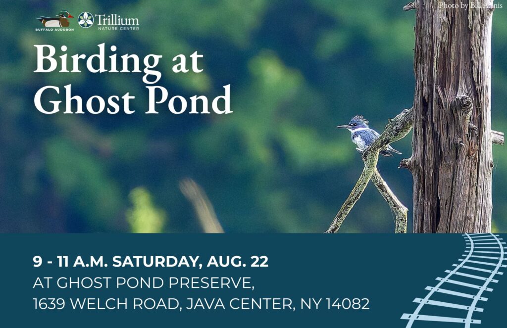 Birding at Ghost Pond