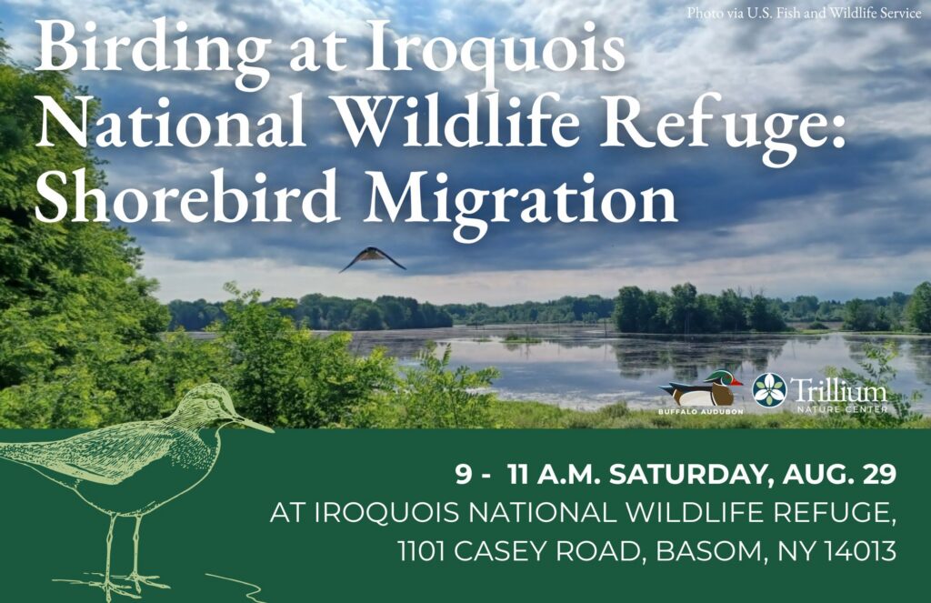 Birding at Iroquois National Wildlife Refuge: Shorebird Migration