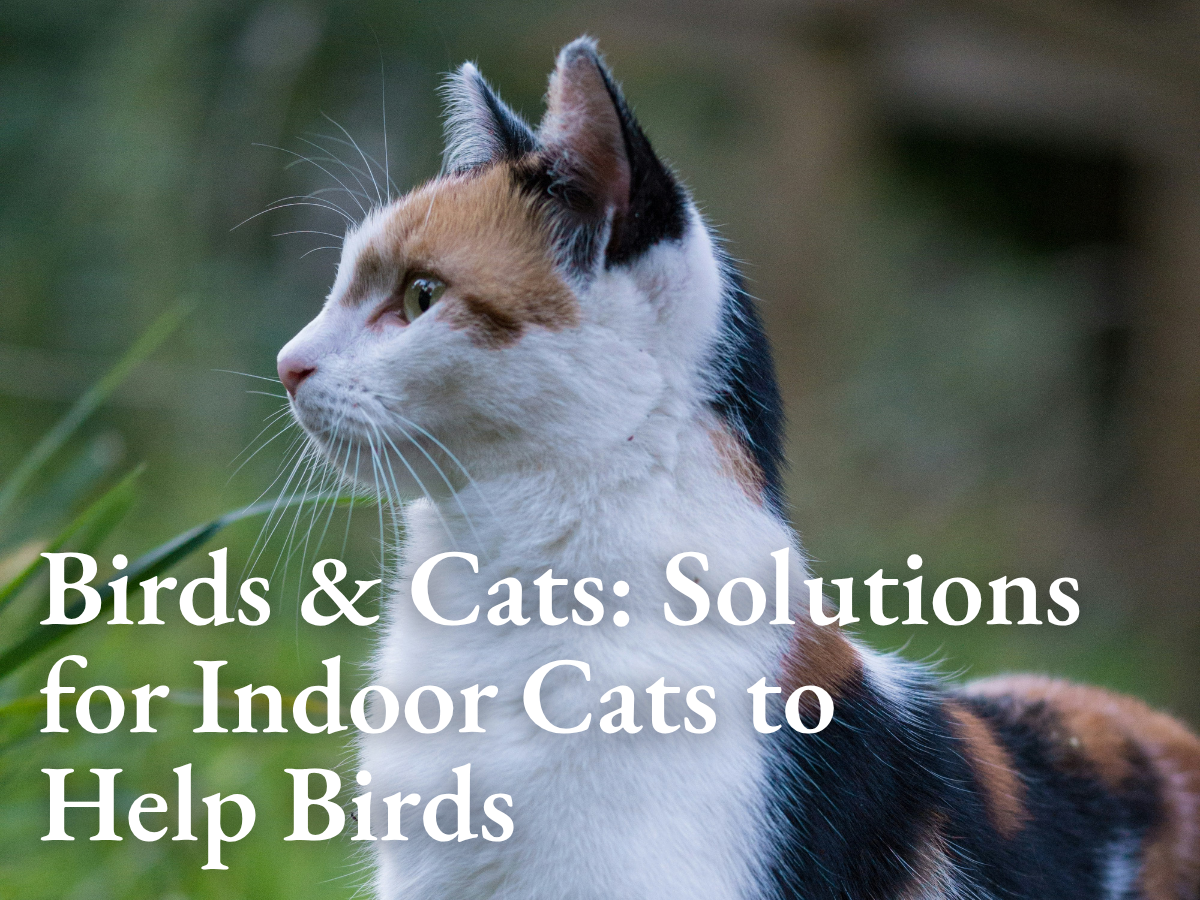Birds & Cats: 6 Solutions for Indoor Cats to Help Birds