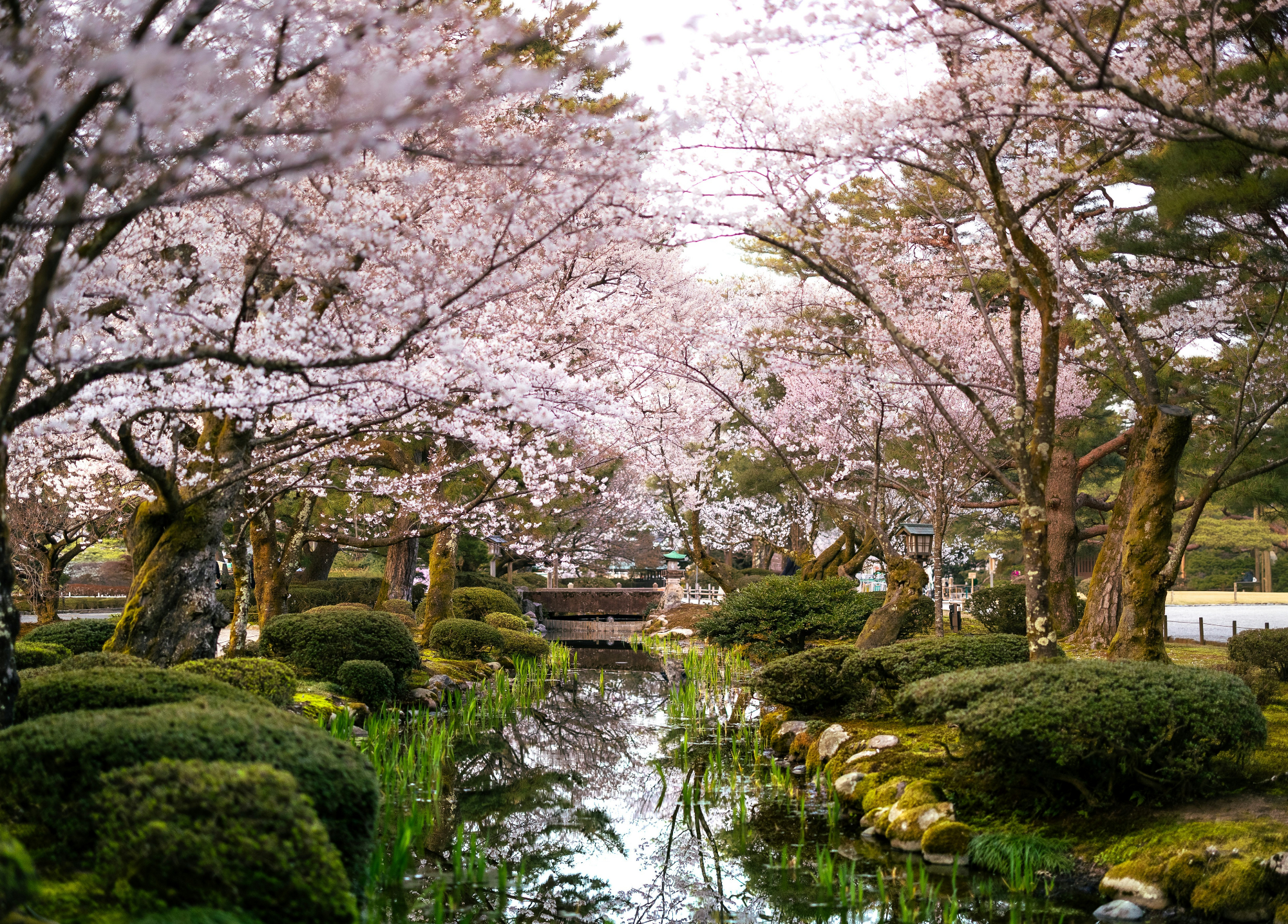 Buffalo Audubon Goes to Japan: A Sister City Connection Forged in Friendship, Goodwill—and Birds: