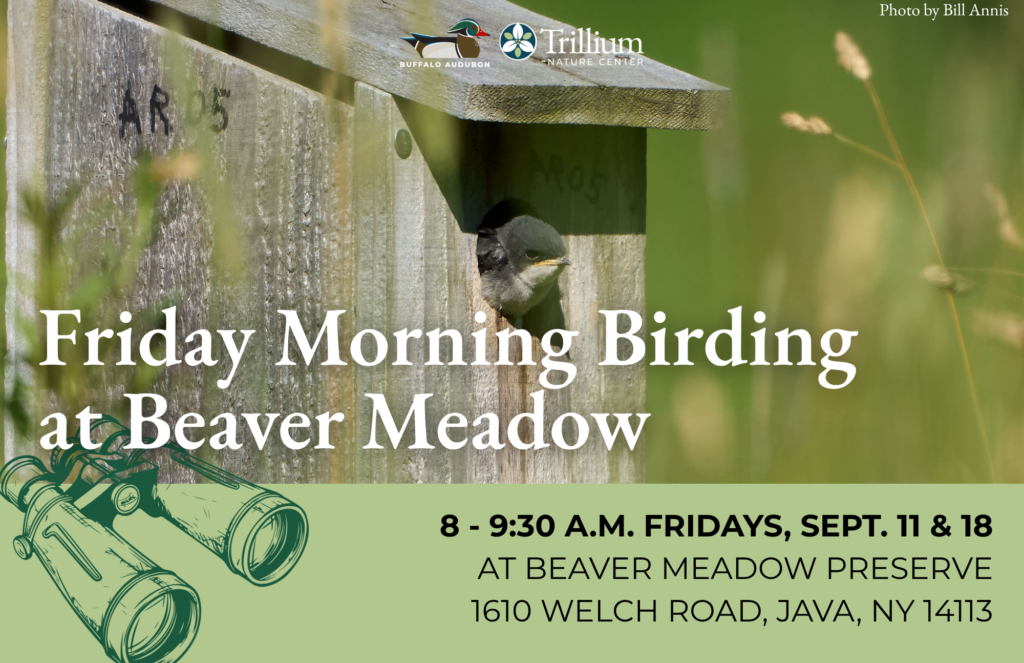 Friday Morning Birding - September 11th, 2026