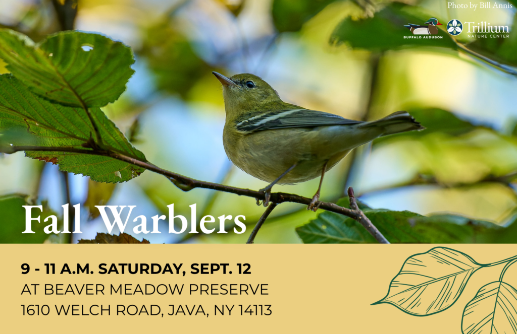 Fall Warblers