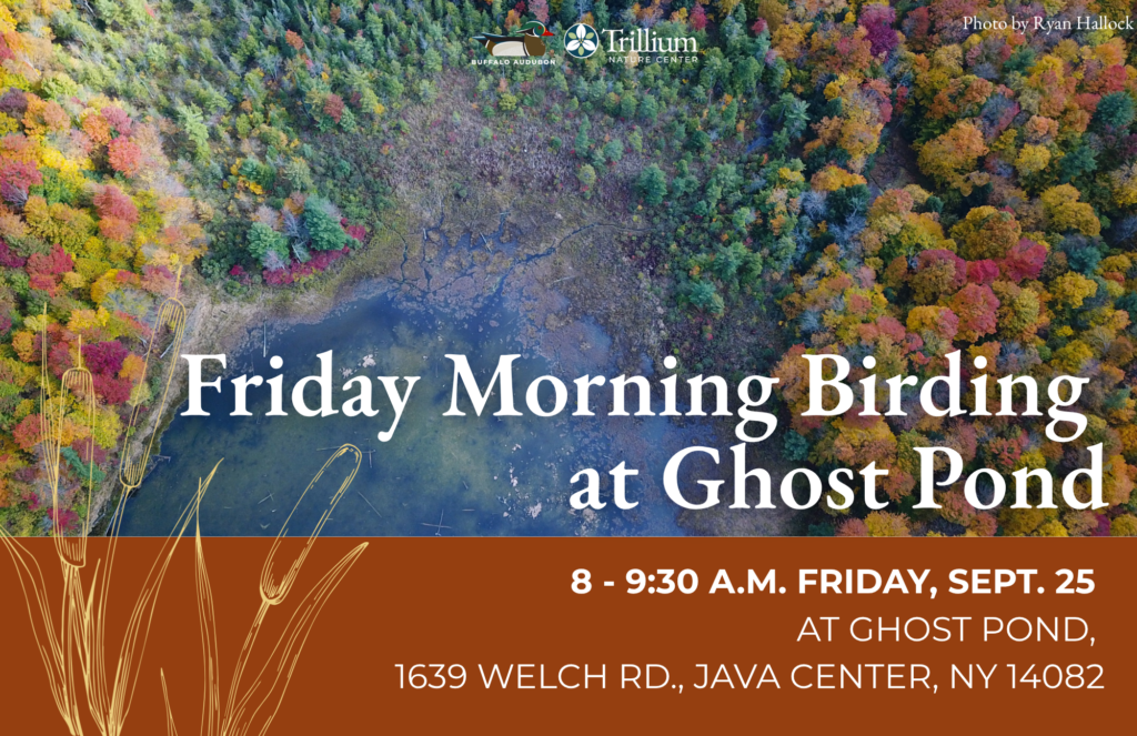 Friday Morning Birding - Ghost Pond - September 25th, 2026