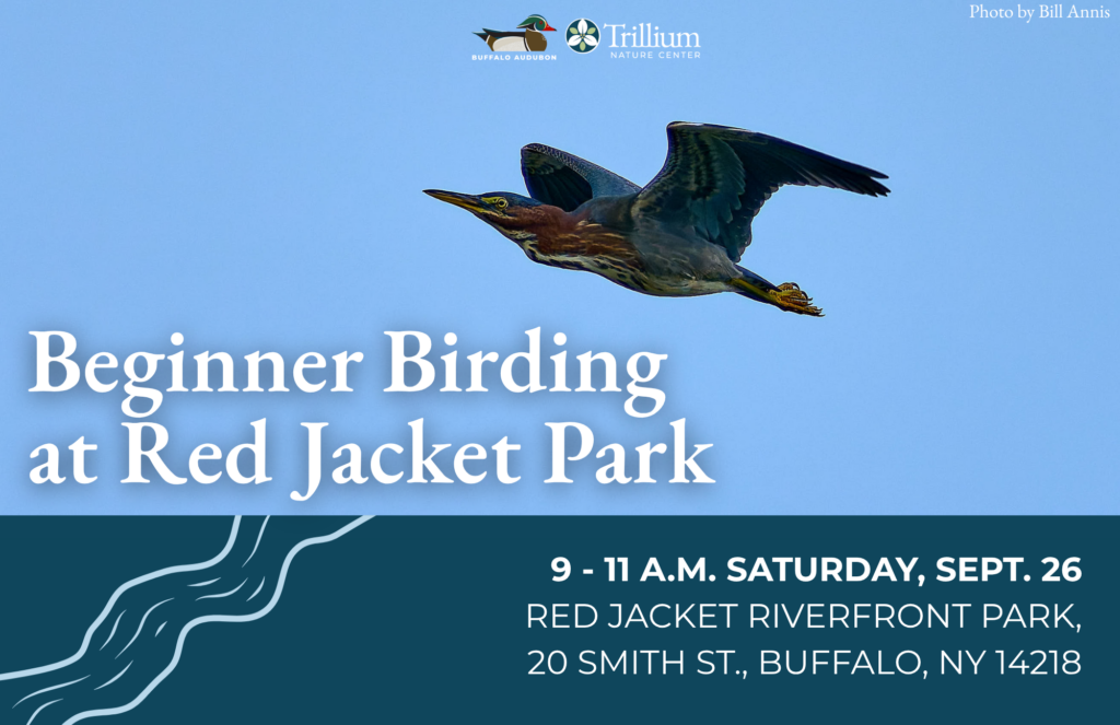 Beginner Birdwatching