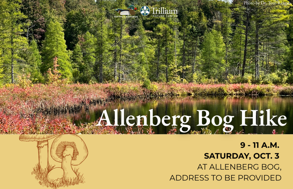 Allenberg Bog Hike