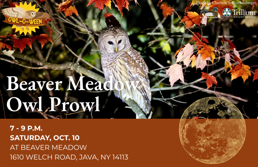 Beaver Meadow Owl Prowl