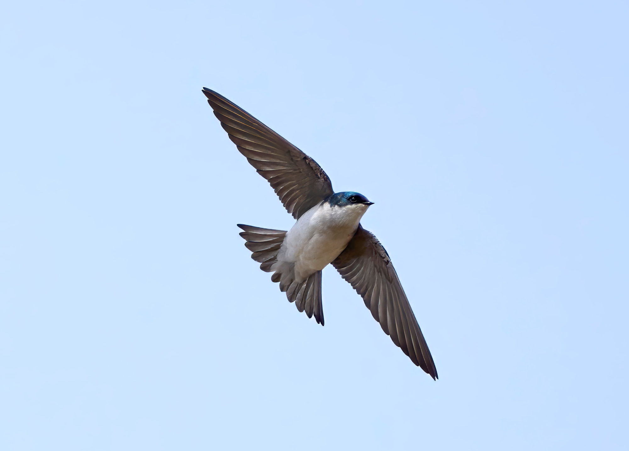 Buffalo Takes Flight: Buffalo Audubon Partners with Buffalo Mayor Sean Ryan in 2nd Annual Bird-Friendly Buffalo Symposium