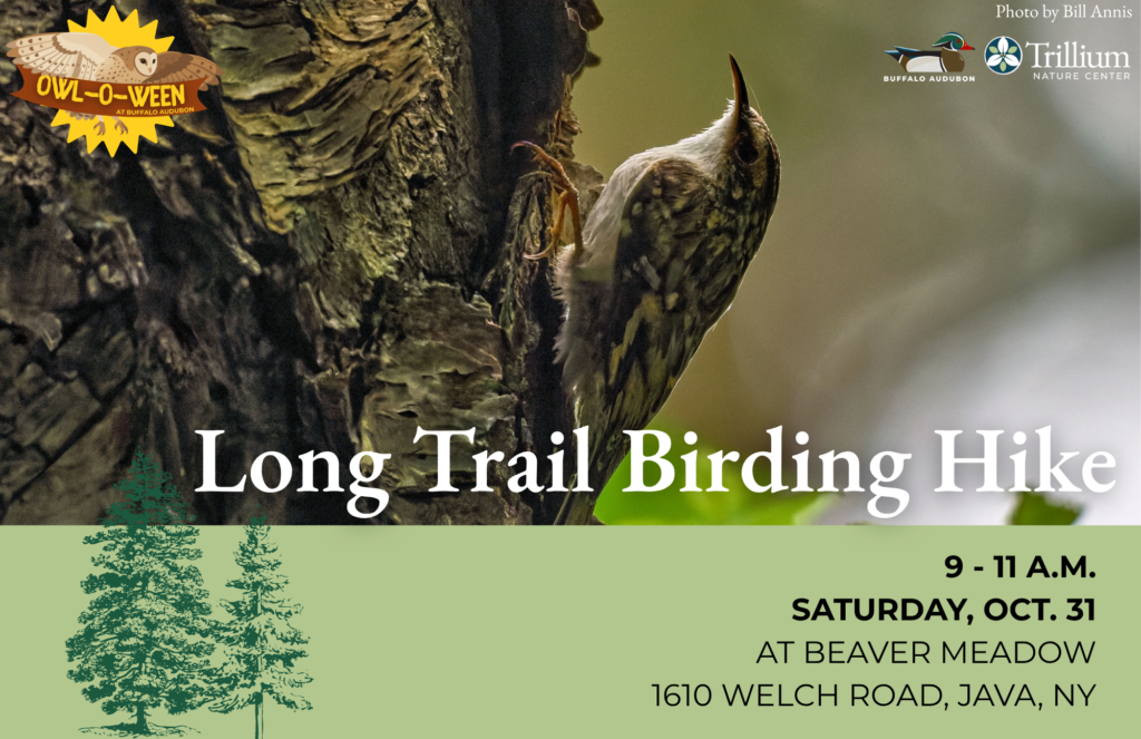 Long Trail Birding Hike