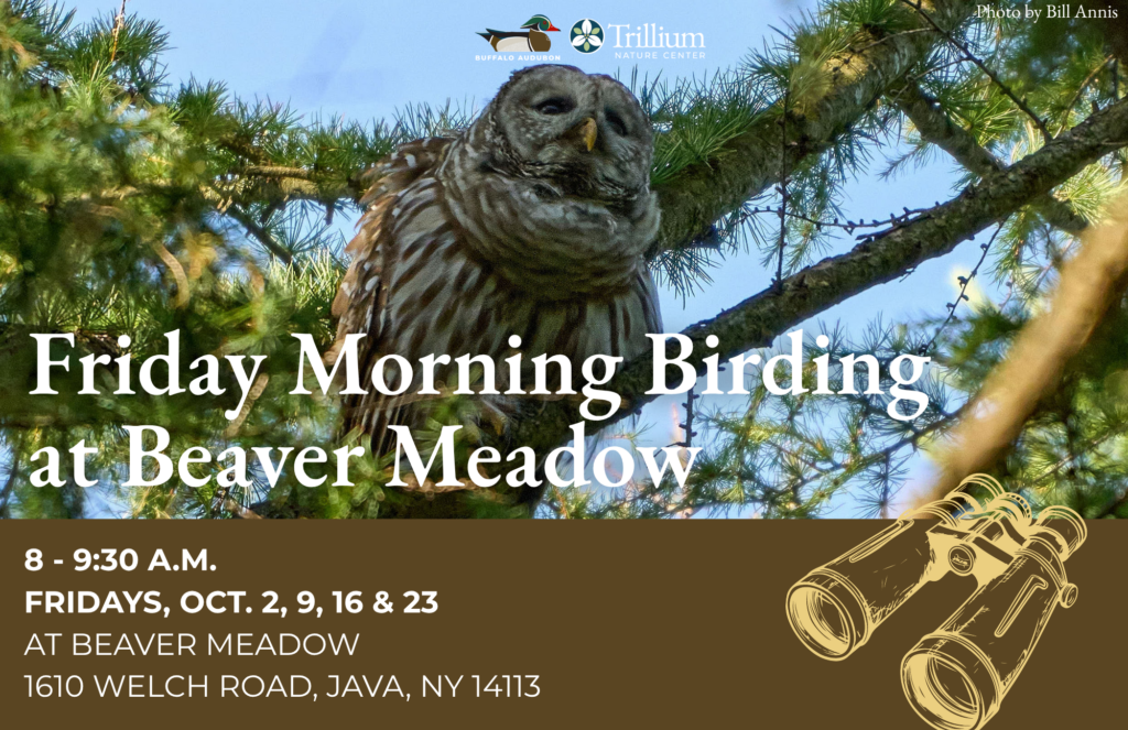 Friday Morning Birding