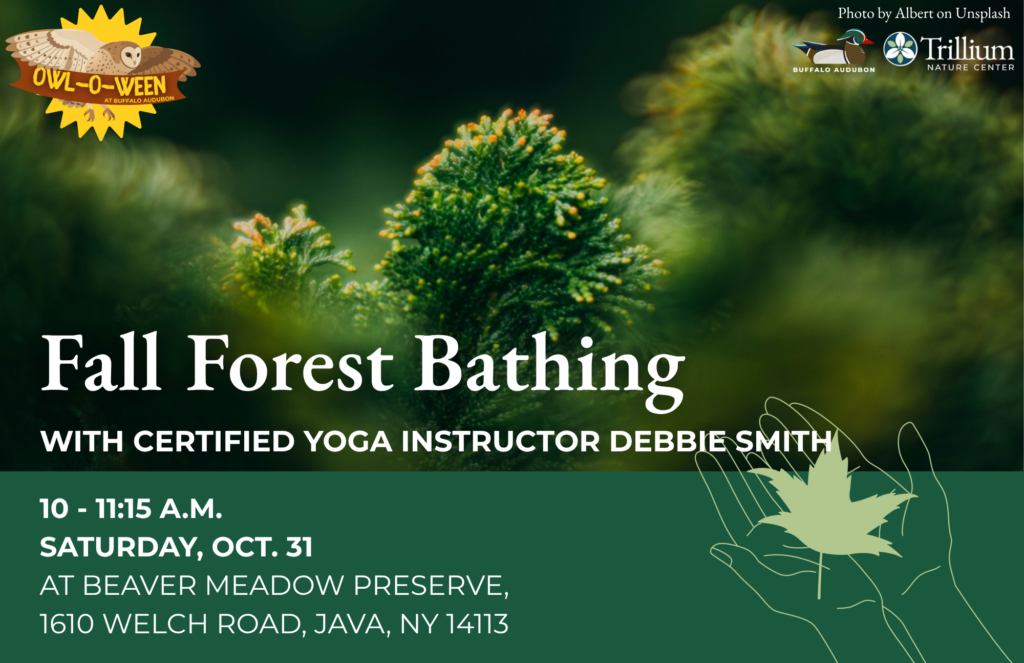 Fall Forest Bathing