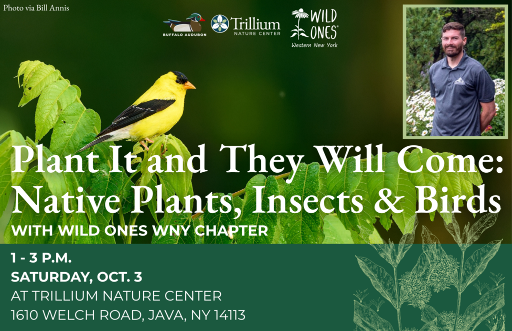 Plant It and They Will Come: Native Plants, Insects & Birds