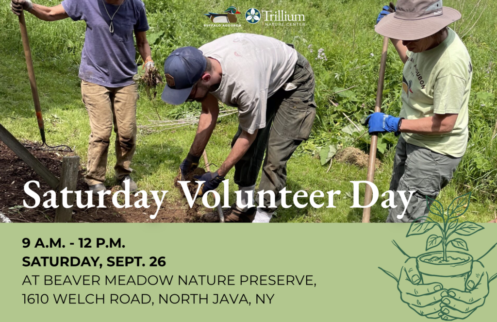 Saturday Volunteer Day
