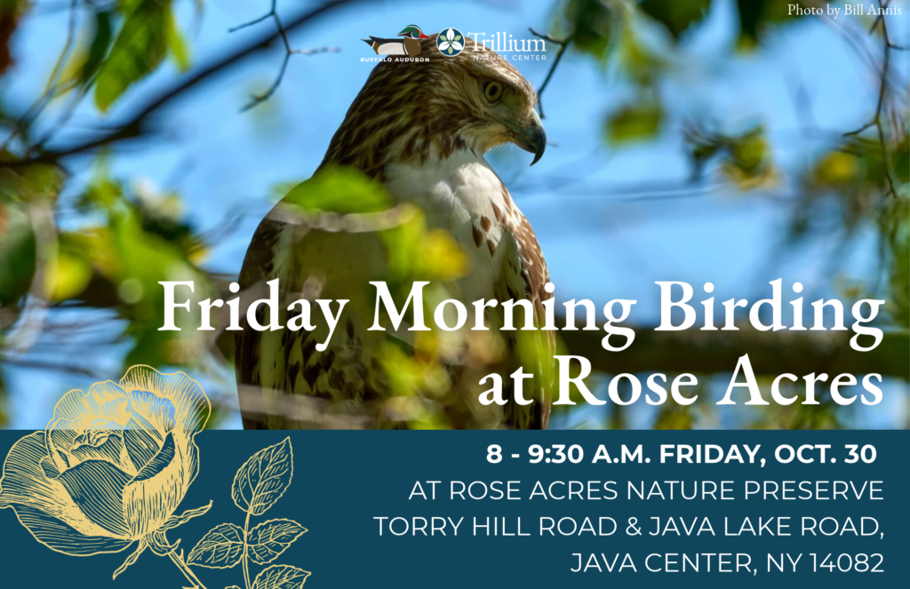 Friday Morning Birding - October 30th - Rose Acres